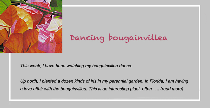 dancing bougainvillea