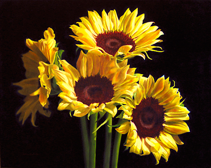 sunflowers