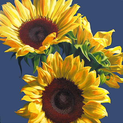 sunflowers on blue